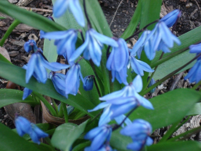 Сцилла сибирская пушкиния