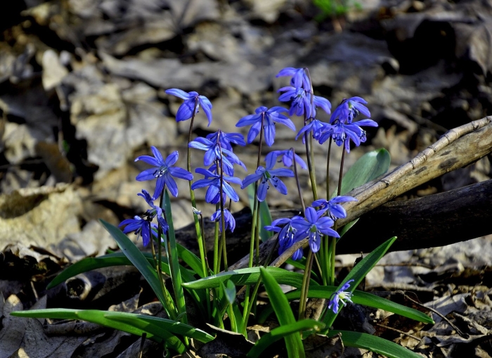 Пролеска сибирская сцилла