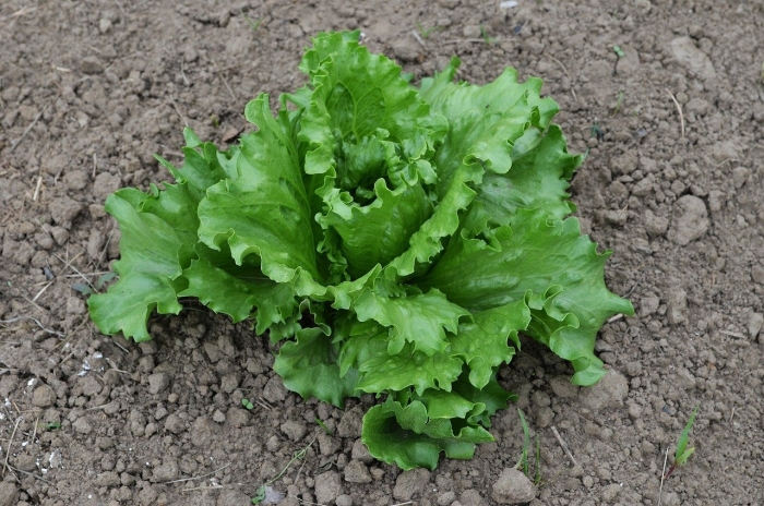 Латук сибирский