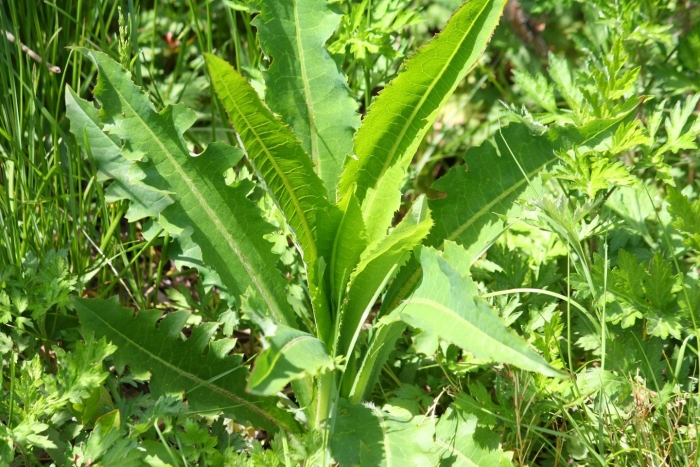 Латук дикий lactuca virosa