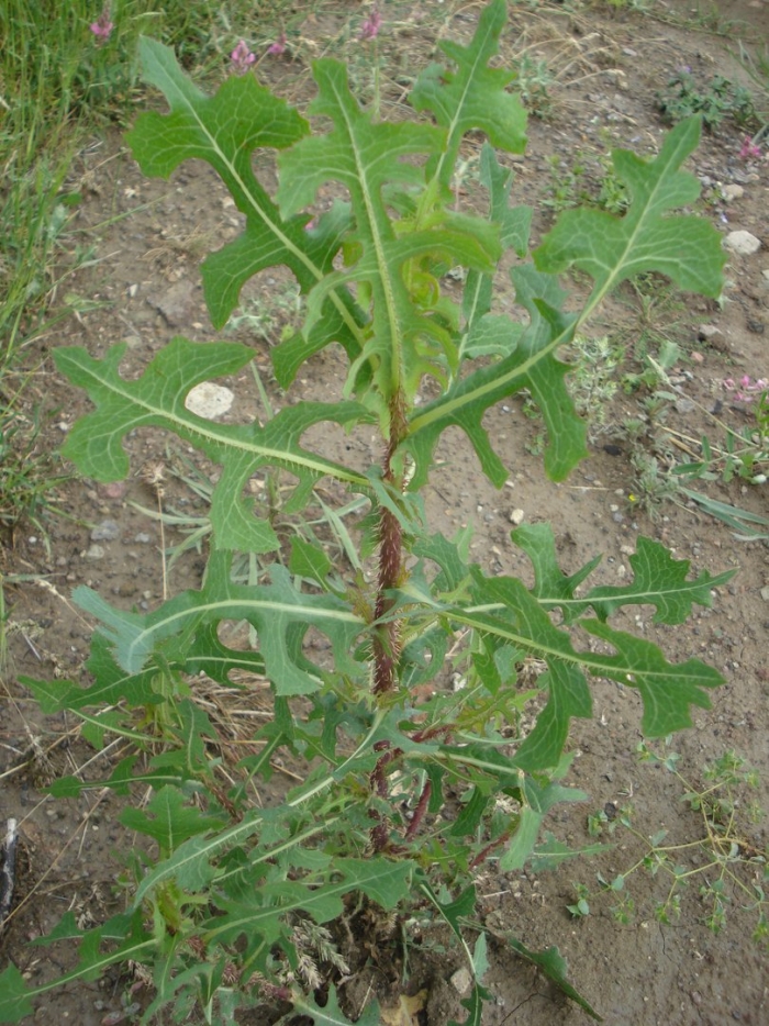Lactuca serriola