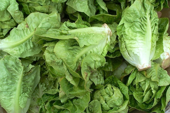 Romaine lettuce