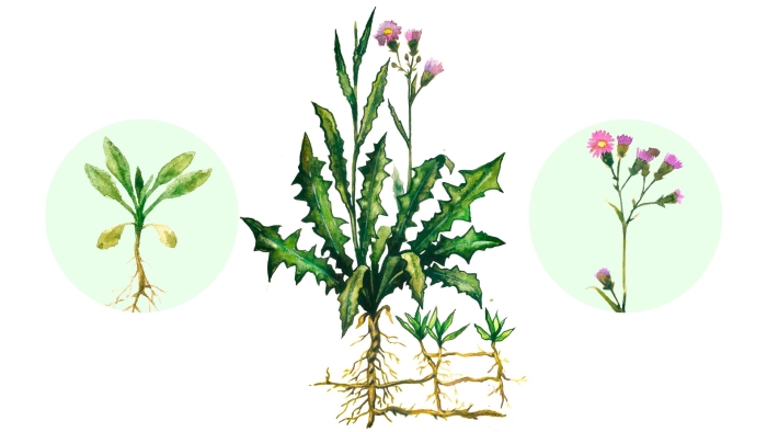 Осот корень