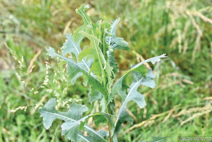 Латук дикий lactuca virosa