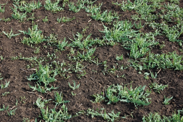 Сорняк мак самосейка