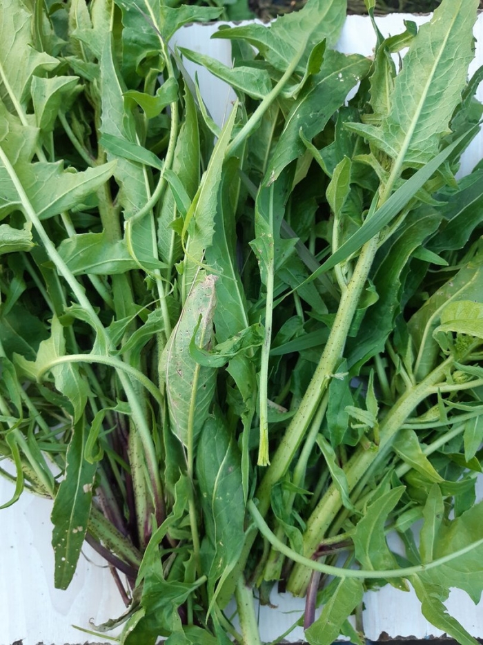 Сергибус трава съедобная