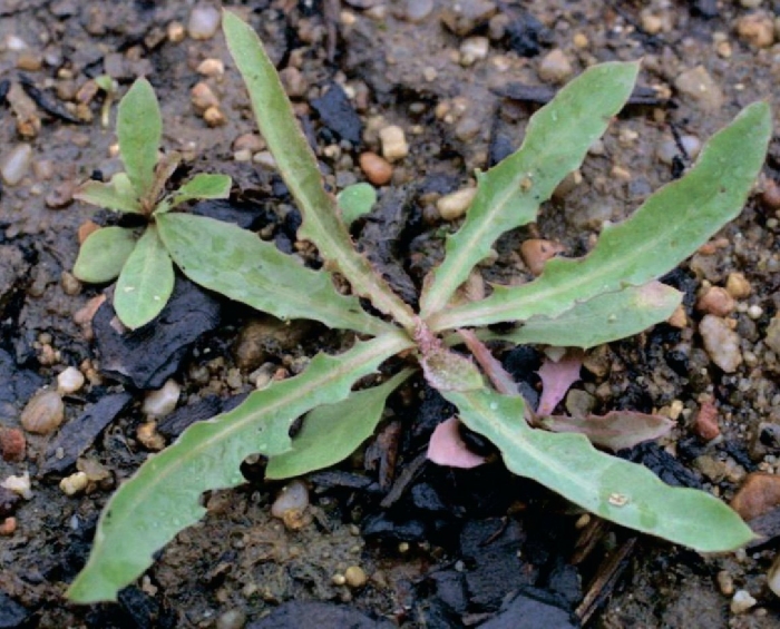 Hypochaeris radicata