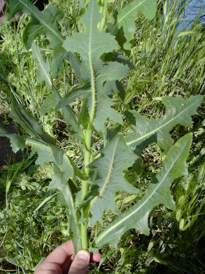 Латук компасный lactuca serriola