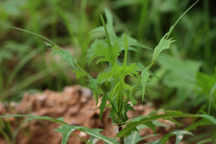 Латук солончаковый