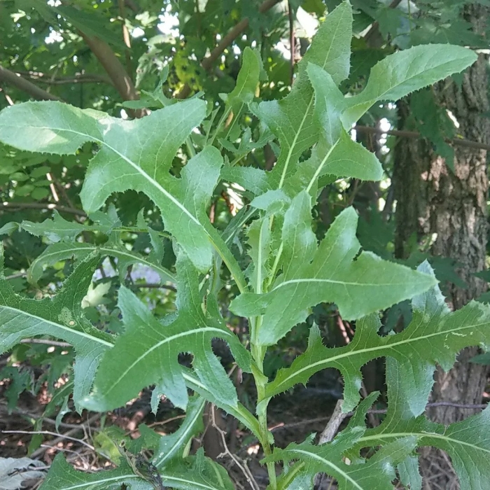 Латук дикий lactuca virosa