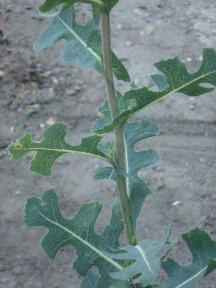 Латук компасный lactuca serriola