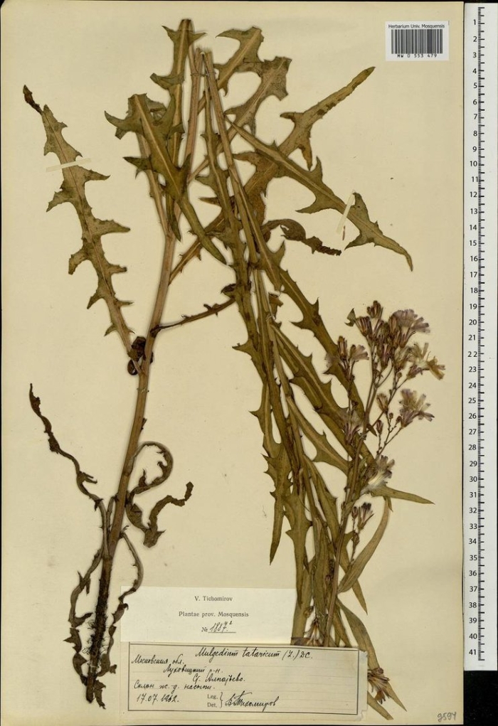 Латук (молокан) татарский