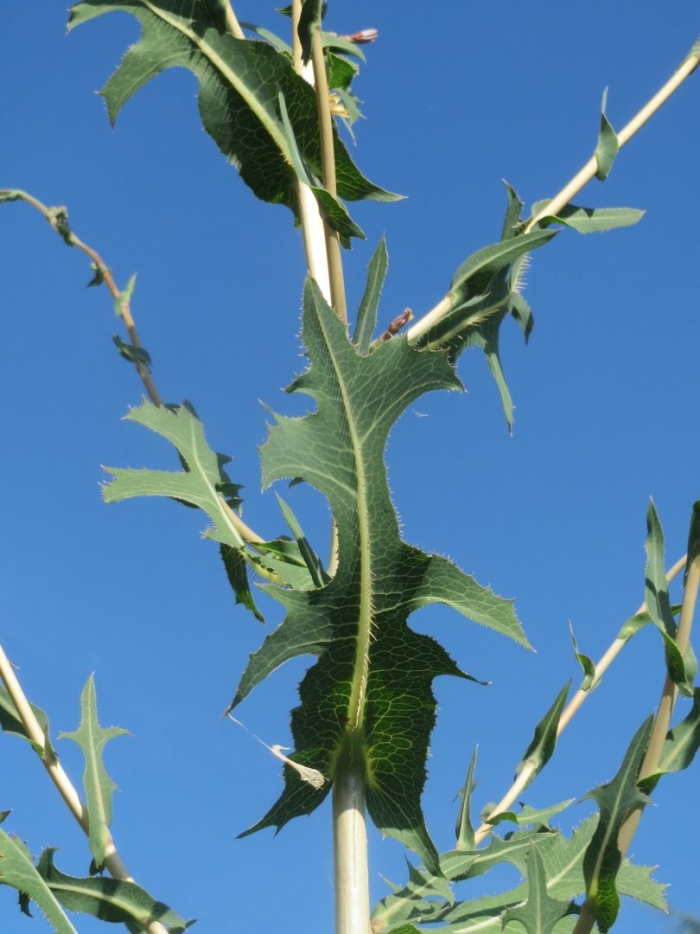 Латук дикий