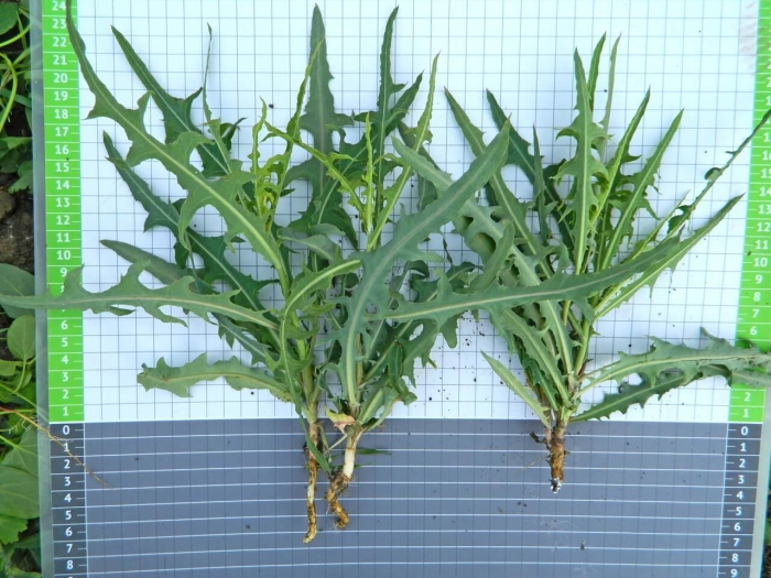 Латук компасный lactuca serriola