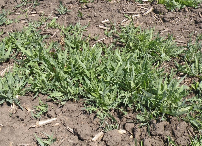 Рукола дикая двурядник тонколистный