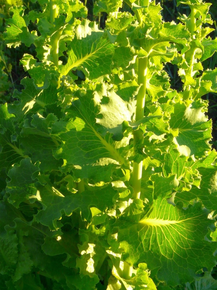 Горчица листовая салатная