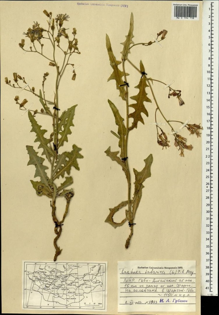 Гулявник лекарственный гербарий