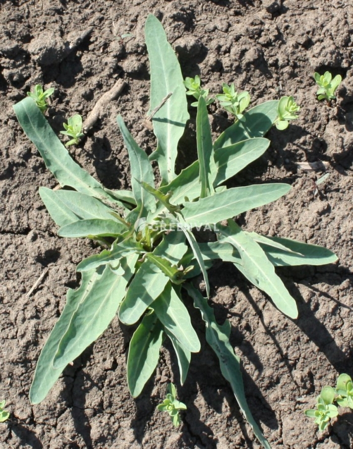 Росток осот сорняк