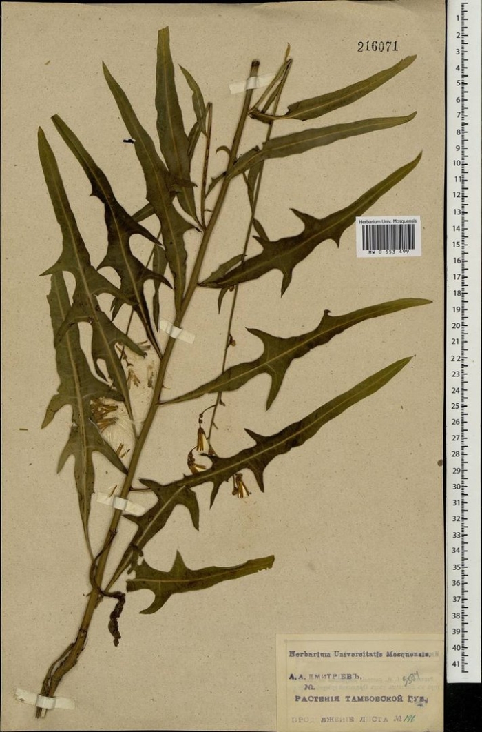 Осот шероховатый (sonchus asper l.)