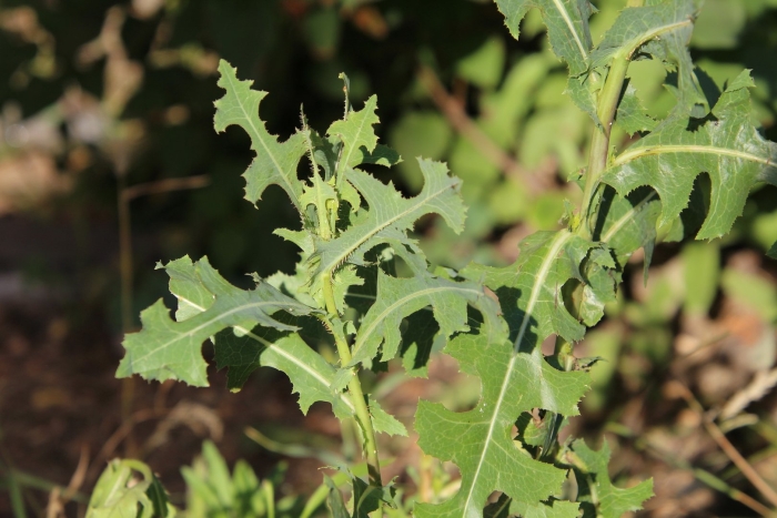 Латук компасный