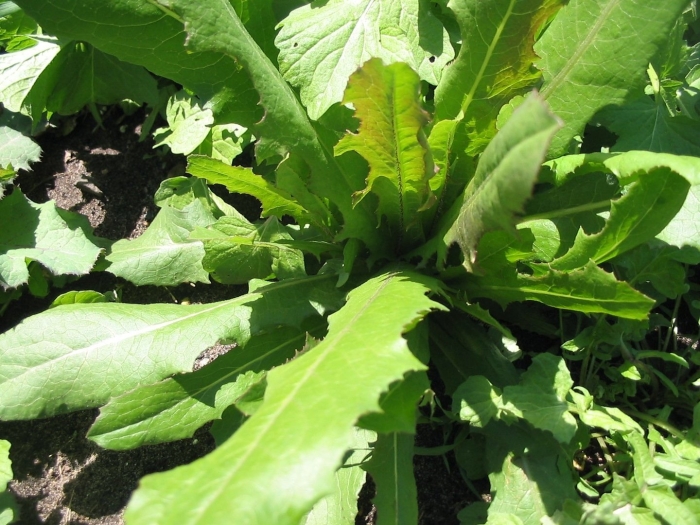 Латук компасный lactuca serriola