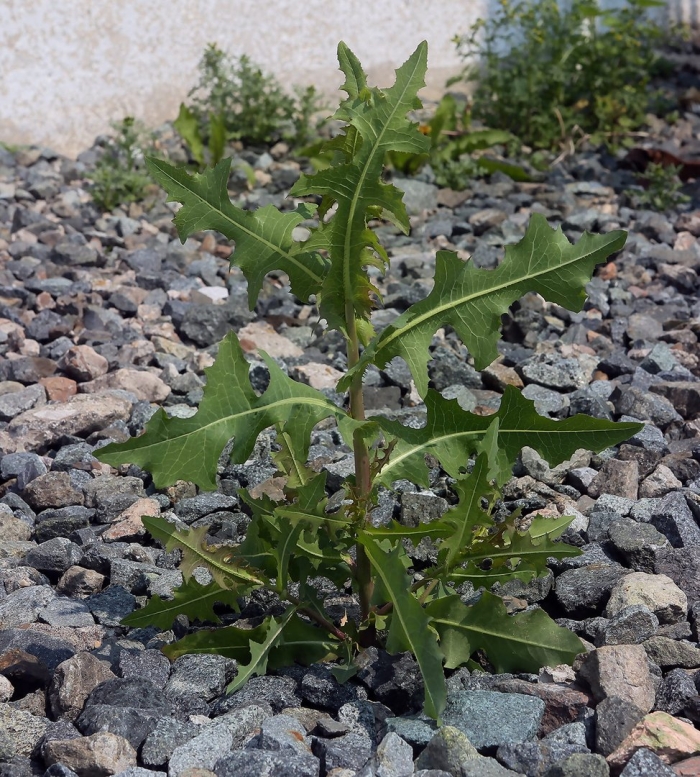 Латук дикий (lactuca serriola