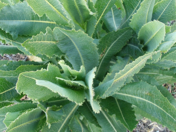Lactuca virosa