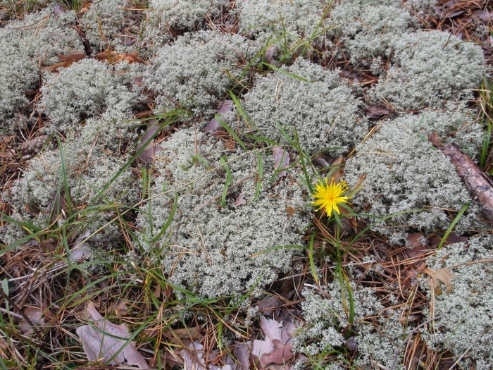 Ягель олений мох