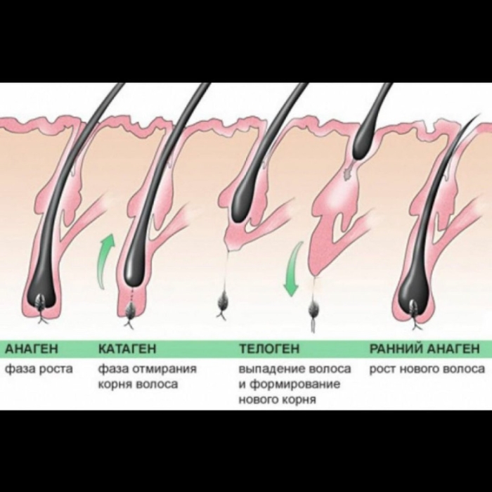 Анаген катаген телоген