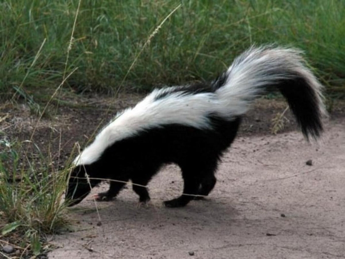 Скунс полосатый