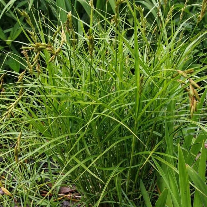 Осока carex muskingumensis