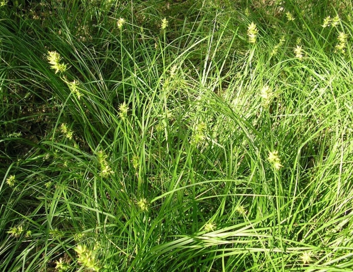 Carex muricata l.