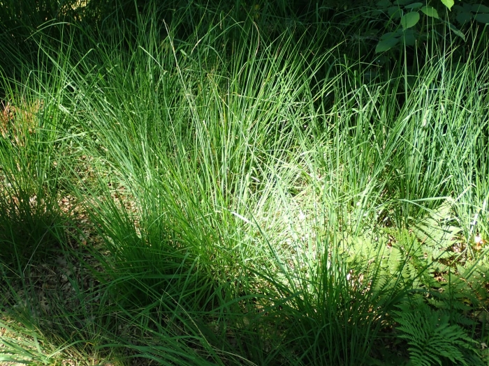 Осока гладконосая (carex leiorhyncha)