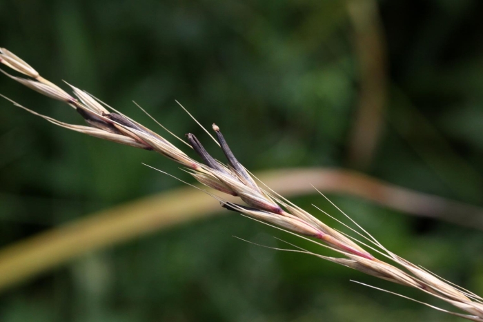Овсяница луговая (festuca rubra