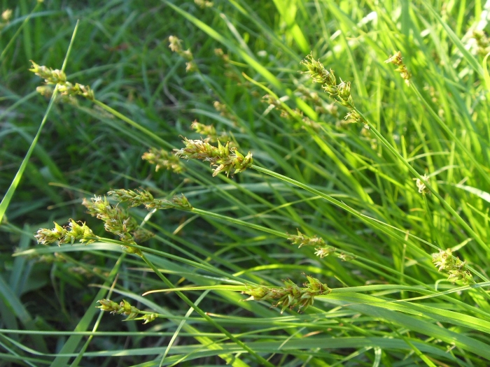 Carex pilulifera