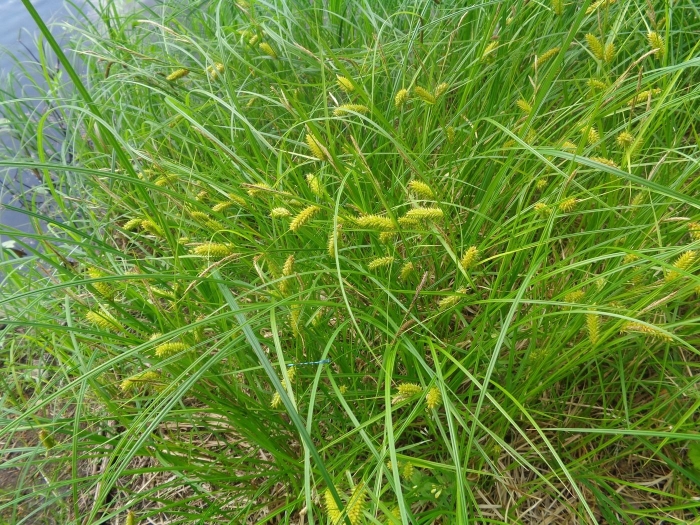 Carex vesicaria