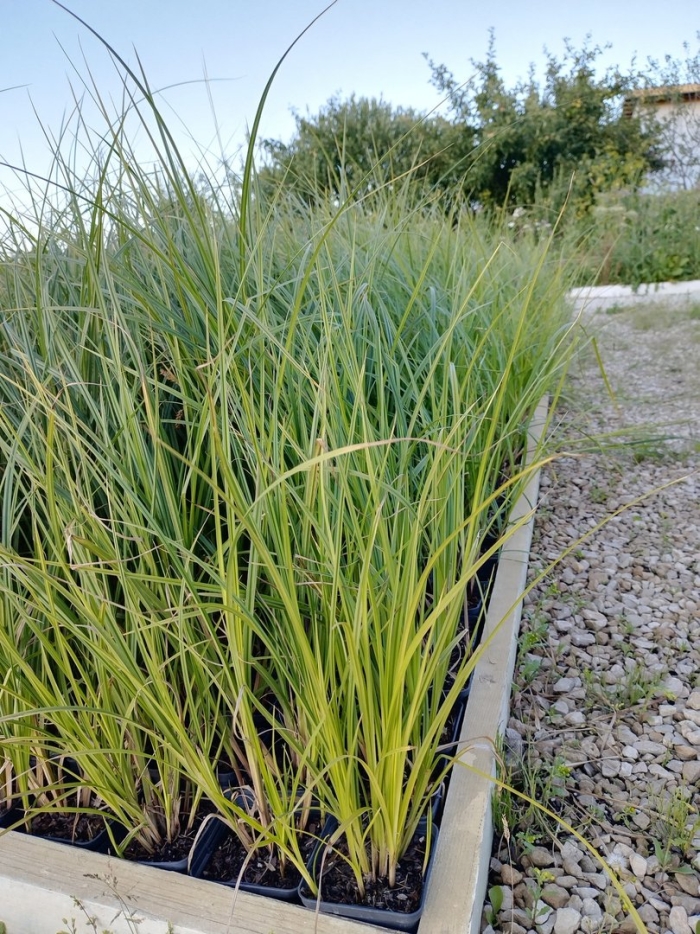 Осока ложносытевая