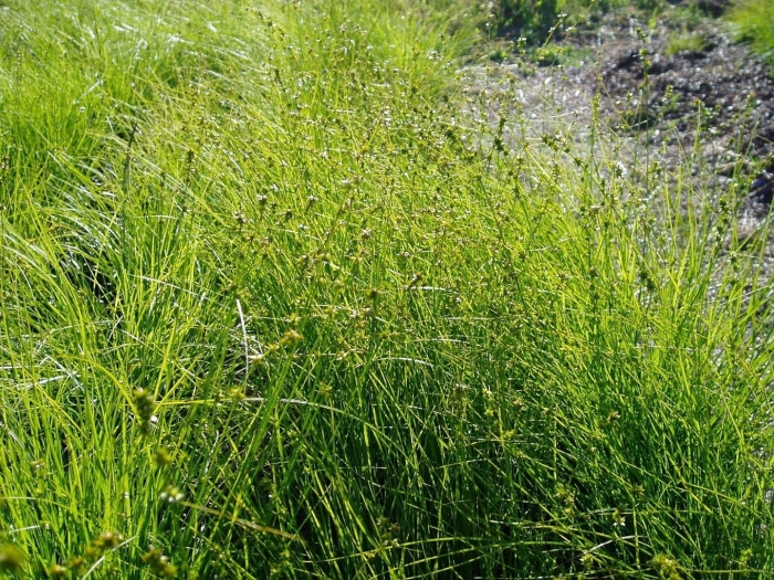 Carex divulsa  berkeley sedge