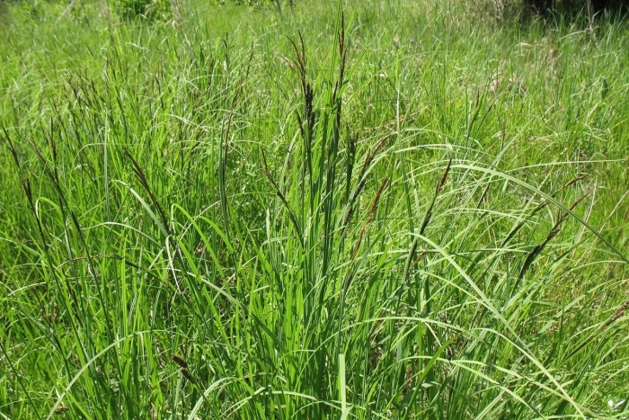 Calamagrostis canescens