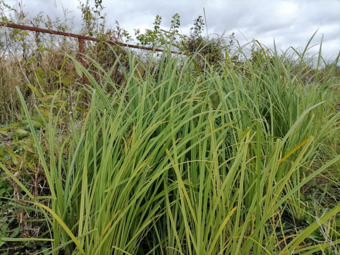 Осока островидная