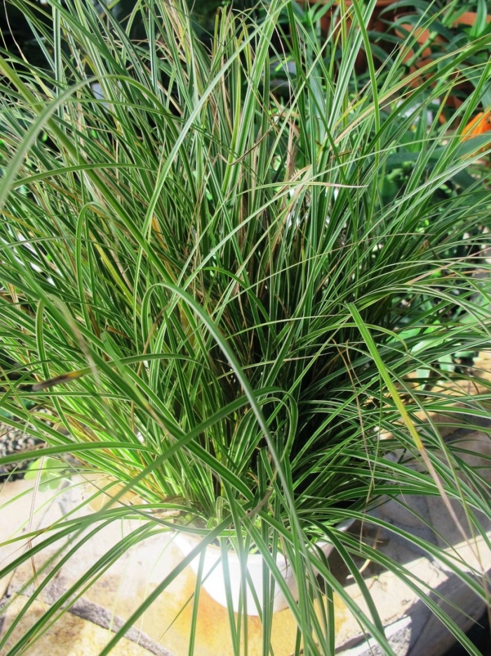 Осока буроватая