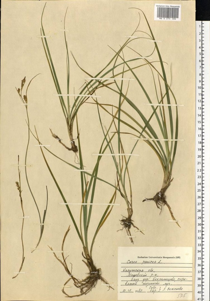 Carex panicea