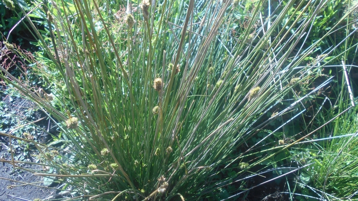 Ситник развесистый juncus effusus