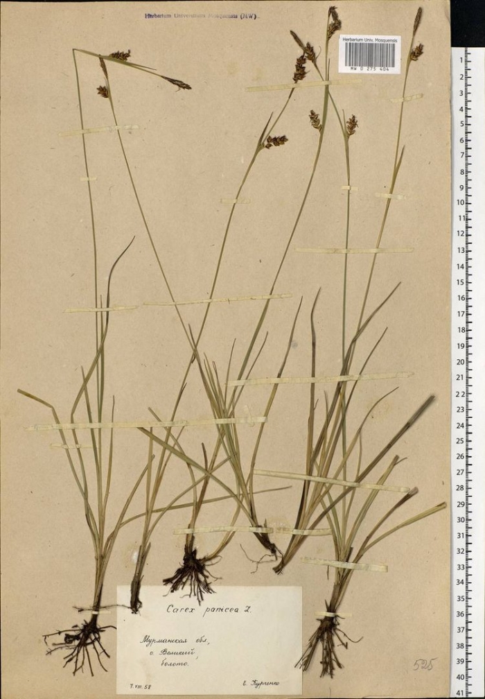 Осока магелланская