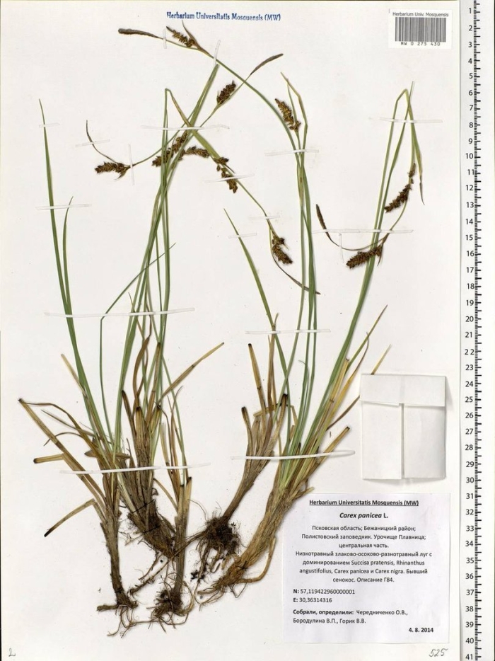 Carex limosa l. осока топяная