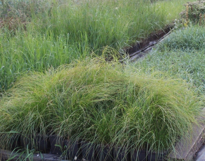 Осока морроу айриш грин