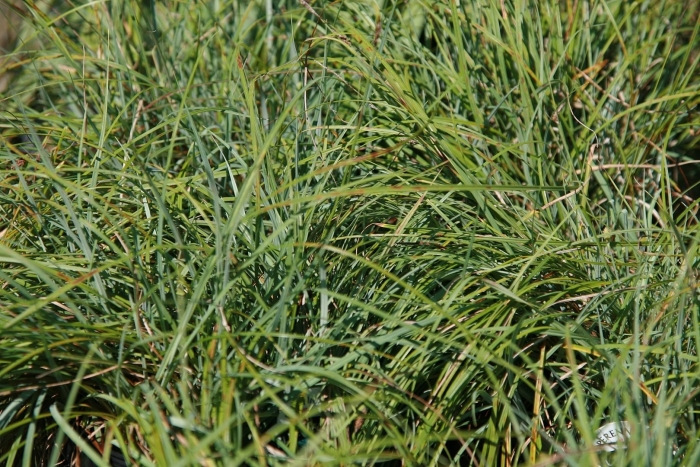 Осока повислая (carex flacca)
