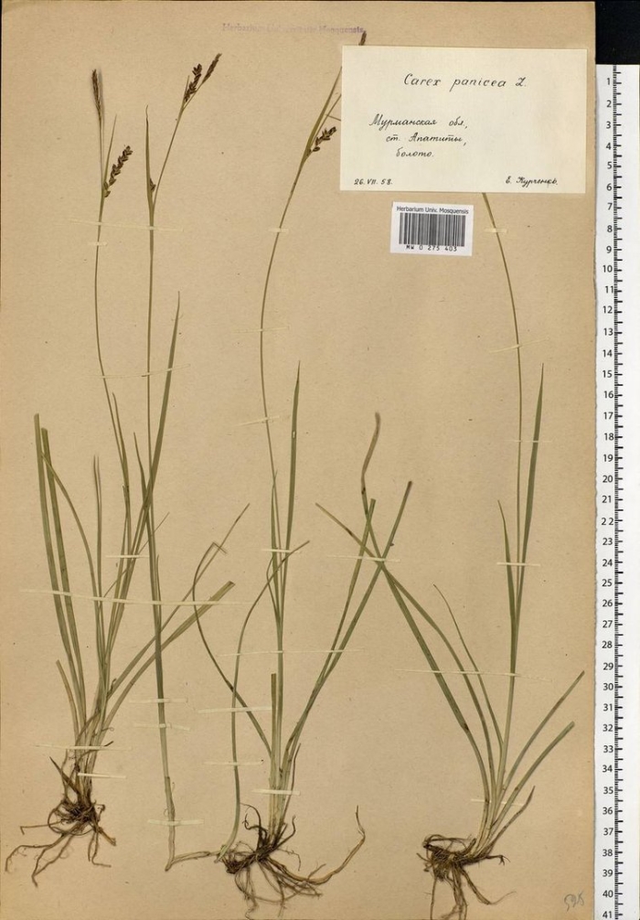 Осока черная