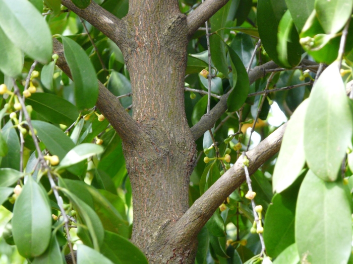 Garcinia spicata