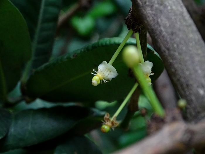 Garcinia livingstonei